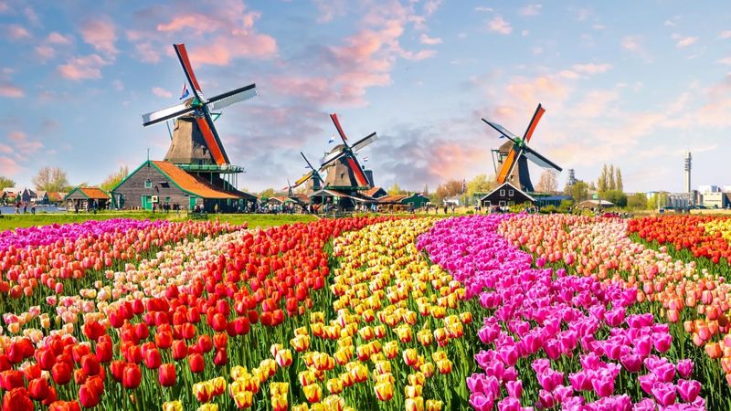 Tulip Festival in the Netherlands 2025 - spring in full colour