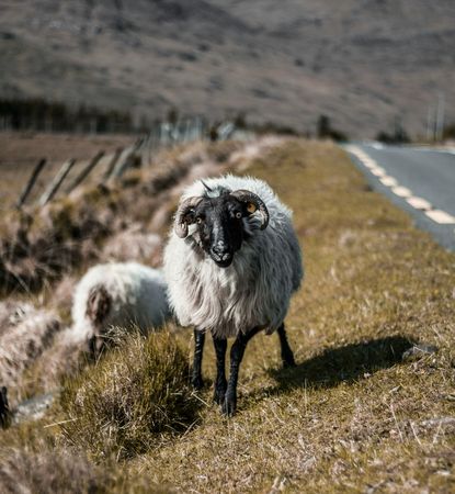 Baia Mare-Kerry County