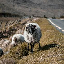 Bucharest - Kerry County