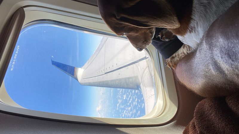 Mit Haustieren in der Kabine fliegen: Kosten und Tipps