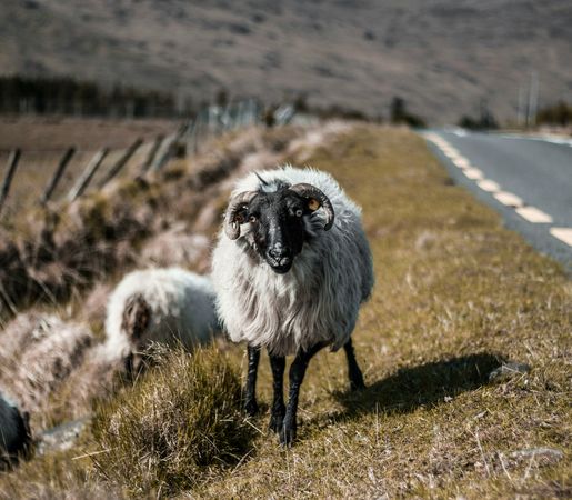 Bacau-Kerry County