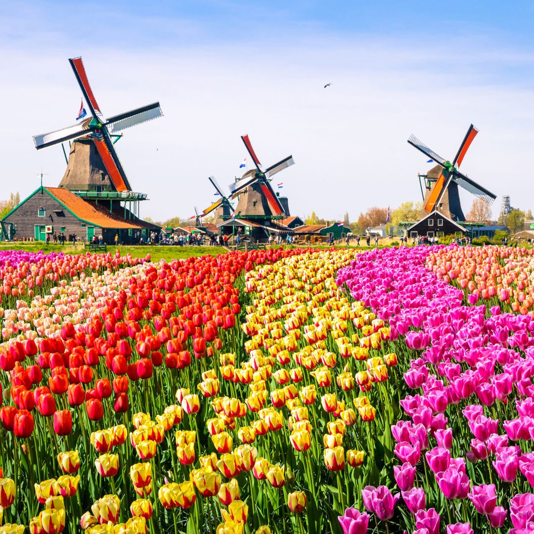 Flight tickets from 
Romania to Netherlands - Zbor24.ro