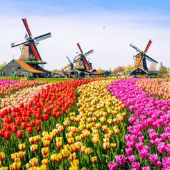 Constanta - Netherlands