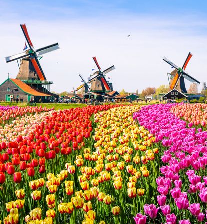 Book Flights Romania to Netherlands