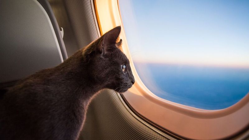 Fly with your pet.