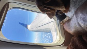 Mit Haustieren in der Kabine fliegen: Kosten und Tipps