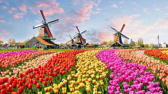 Tulip Festival in the Netherlands 2025 - spring in full colour