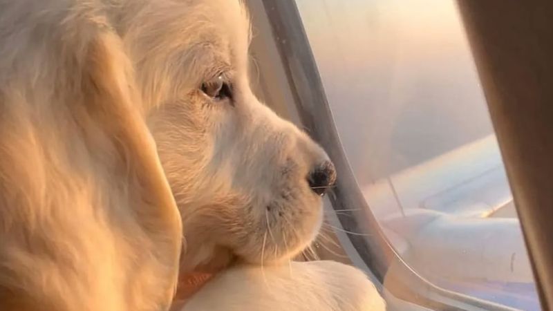 Practical guide for flying with your pet safely